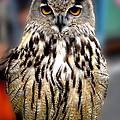Wise forest mountain Owl Spain