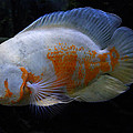 Oscar Fish Original from Asien 